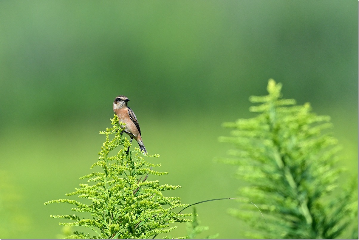 Z8M_1181_blog