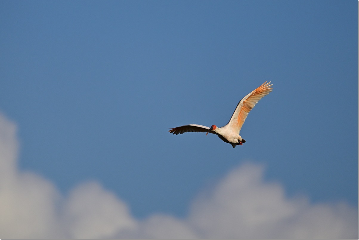 Z8M_3324_blog