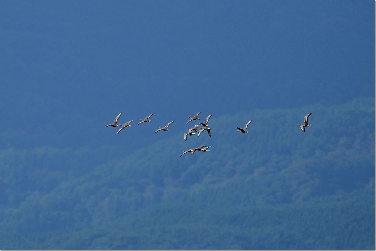 Z8M_4366_blog