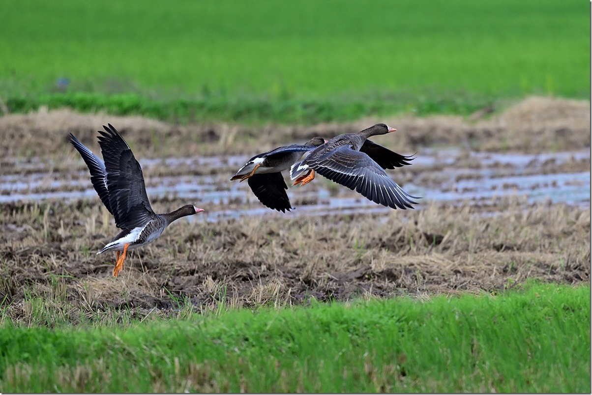 Z8M_4466_blog