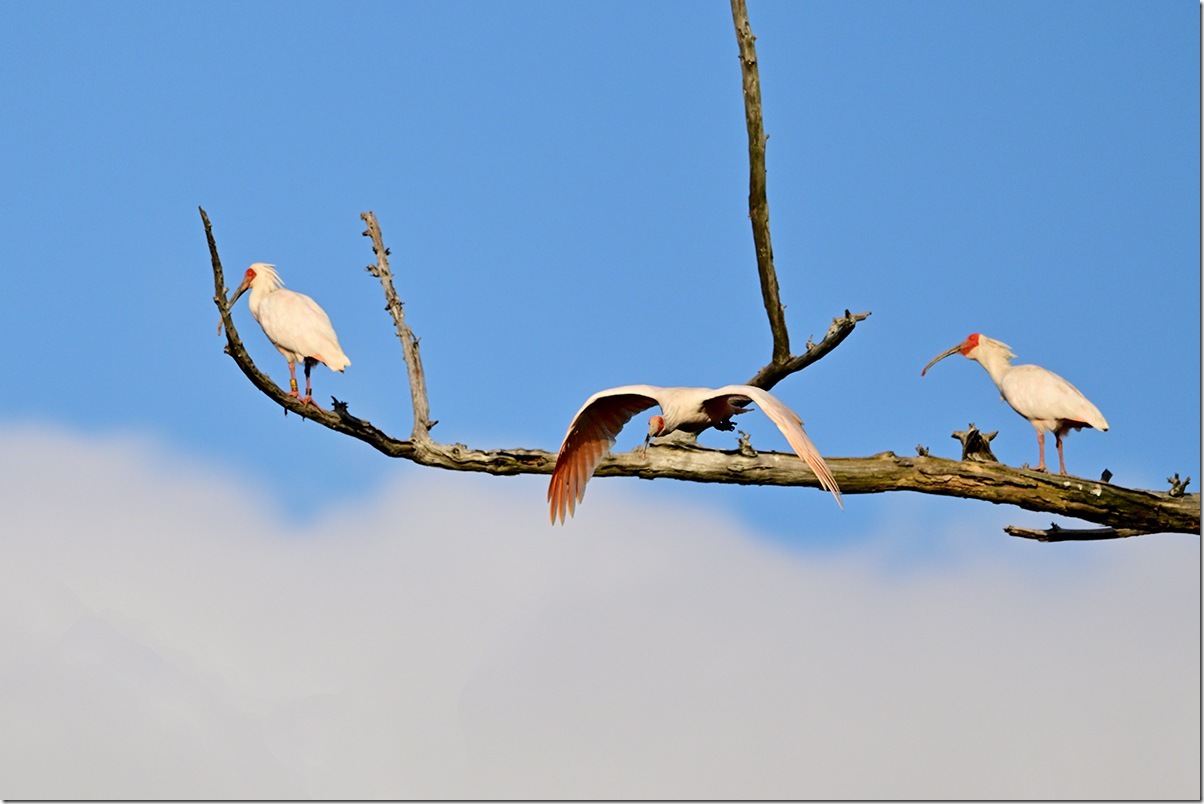 Z8M_5386_blog Z8M_5386_blog