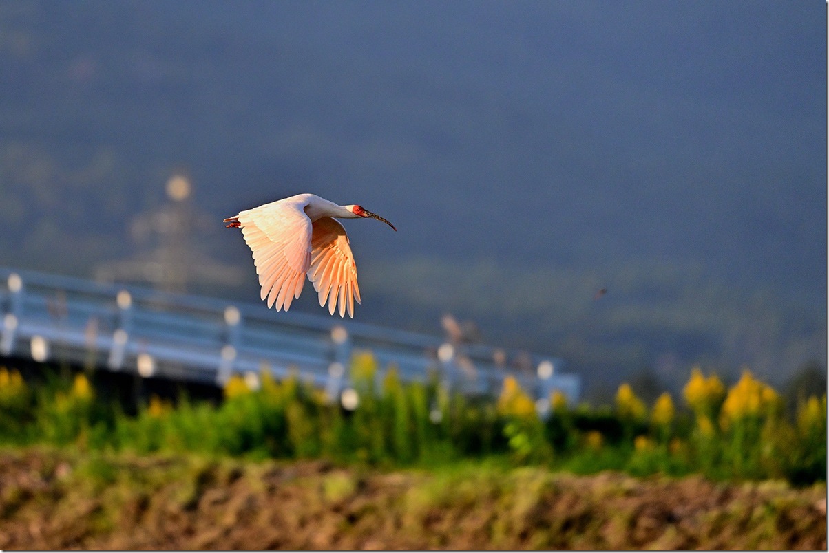 Z8M_5601_blog