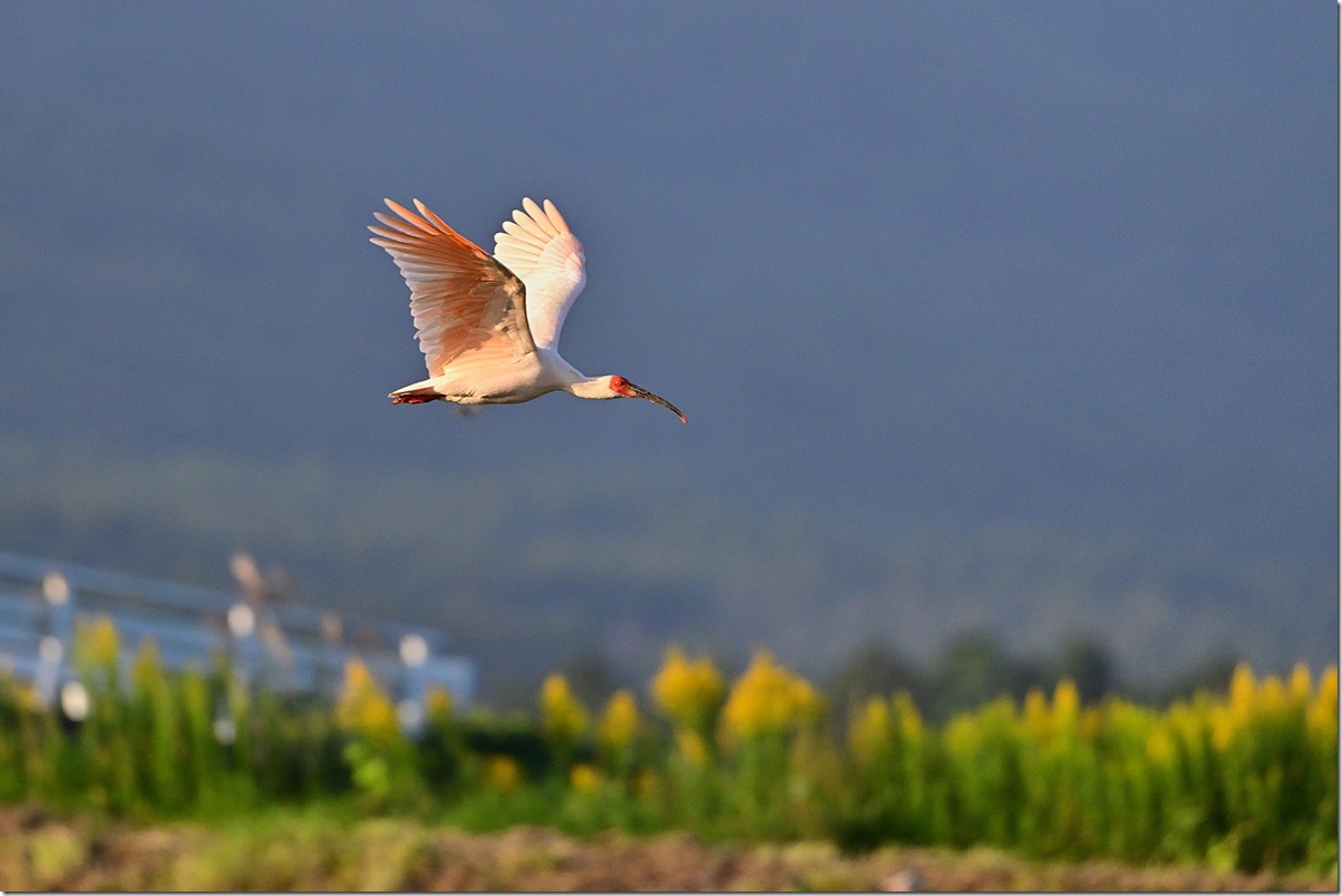 Z8M_5603_blog