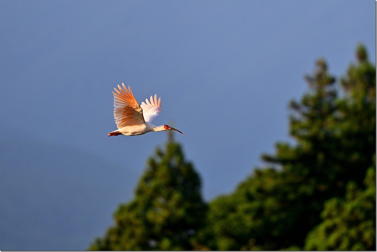 Z8M_5619_blog