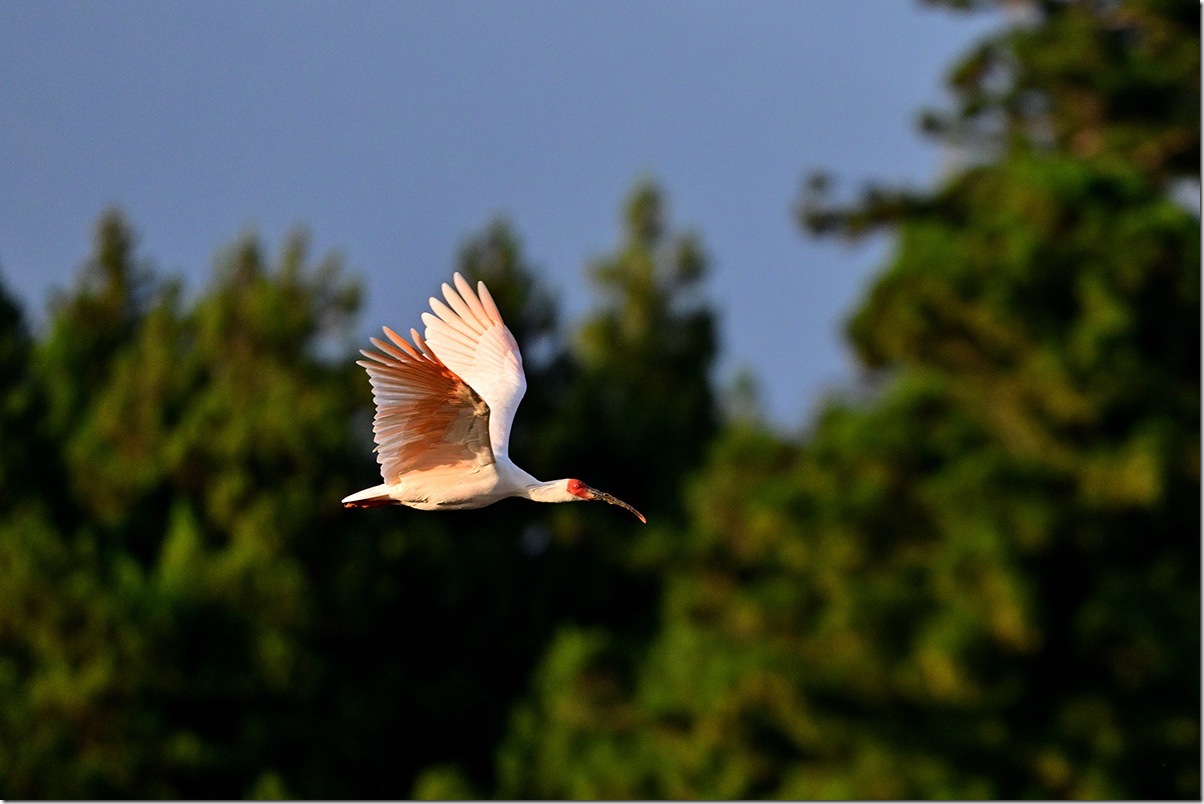 Z8M_5629_blog