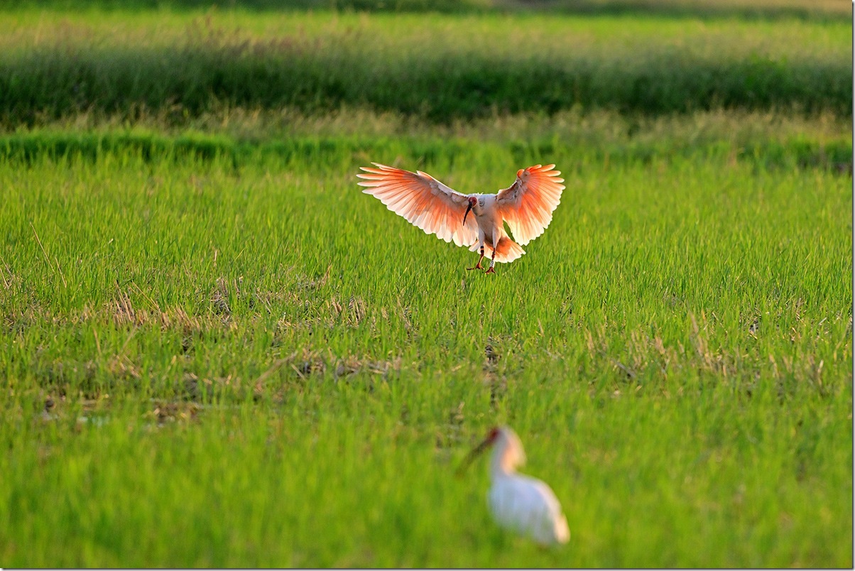Z8M_6313_blog