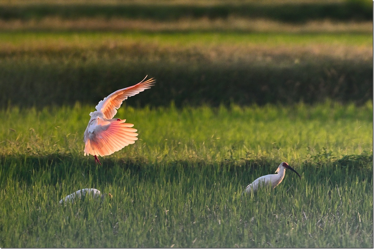 Z8M_6435_blog