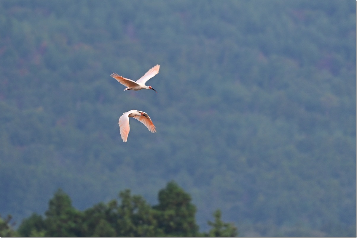 Z8M_7112_blog