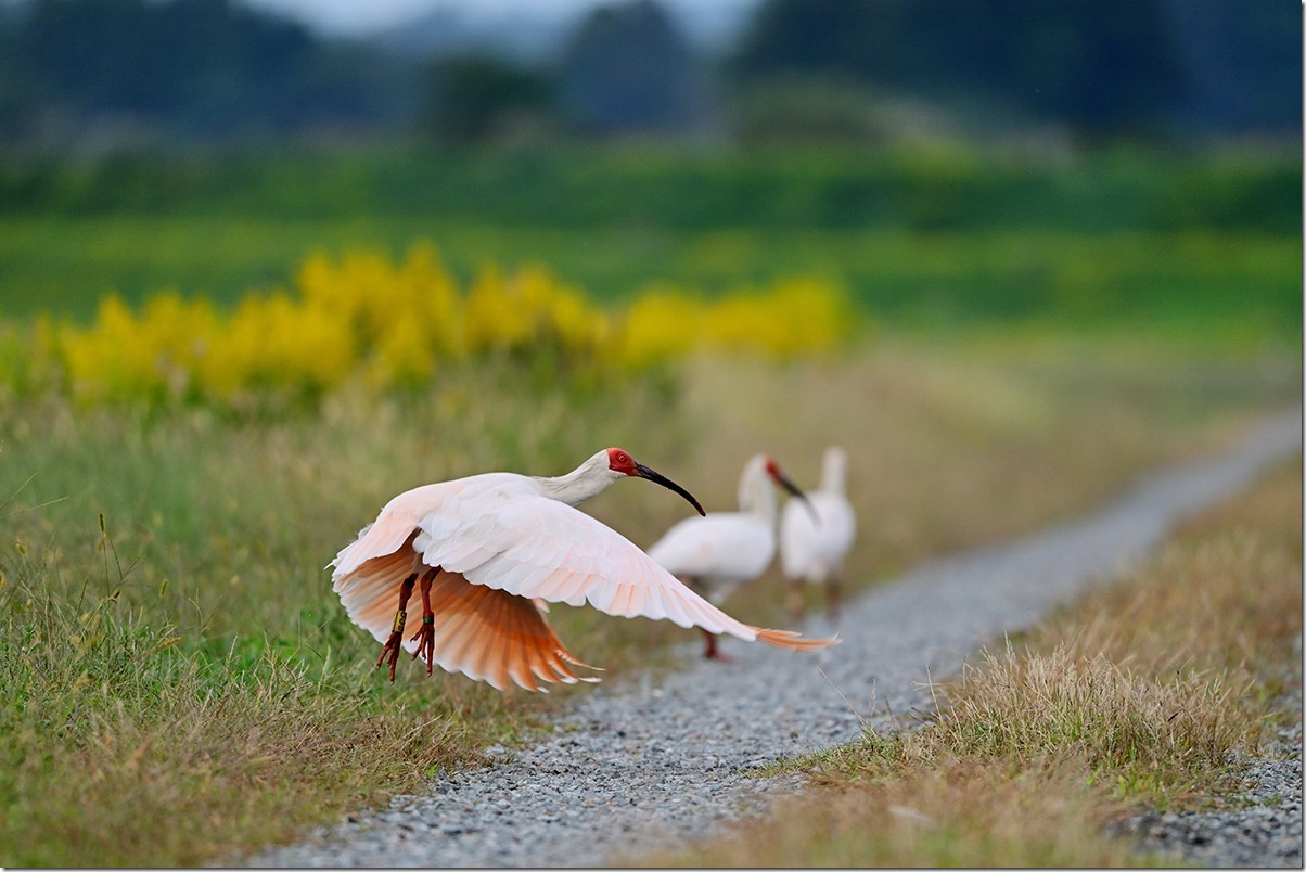 Z8M_7734_blog