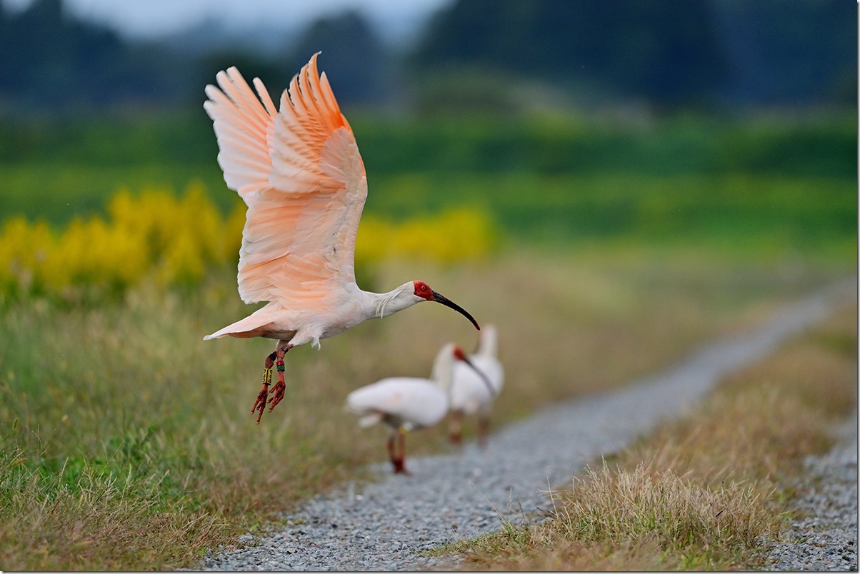 Z8M_7736_blog
