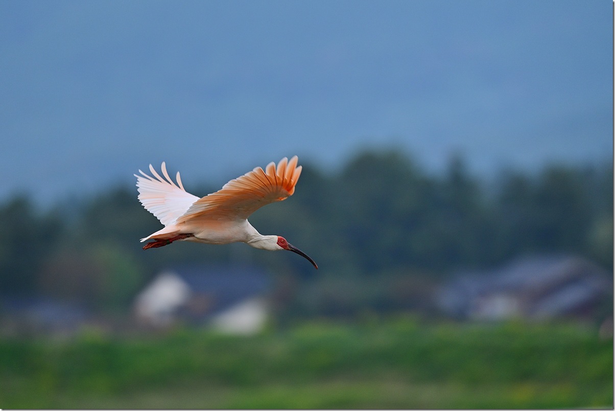 Z8M_7773_blog