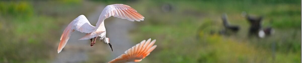 Z8M_8768_blog_thumb-1