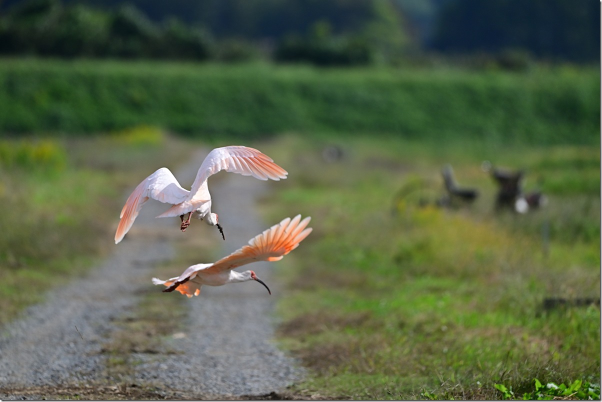Z8M_8768_blog