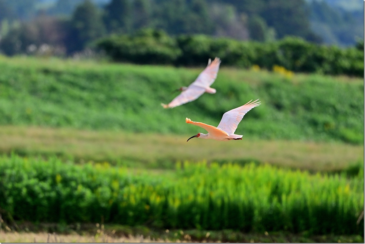 Z8M_8824_blog