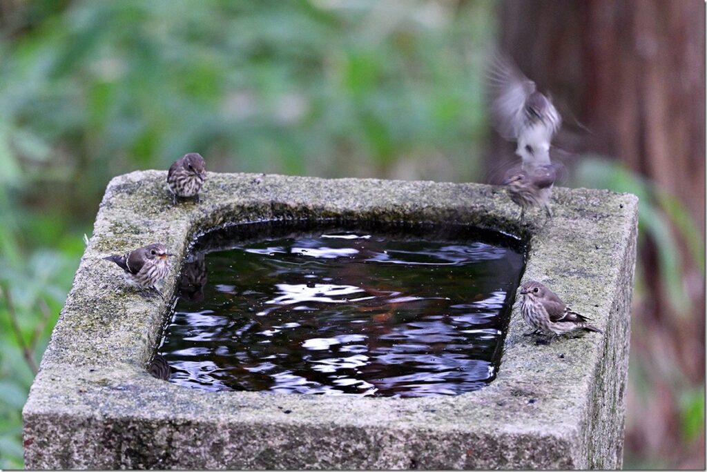 水場の野鳥達Ⅱ | マリンスケープ
