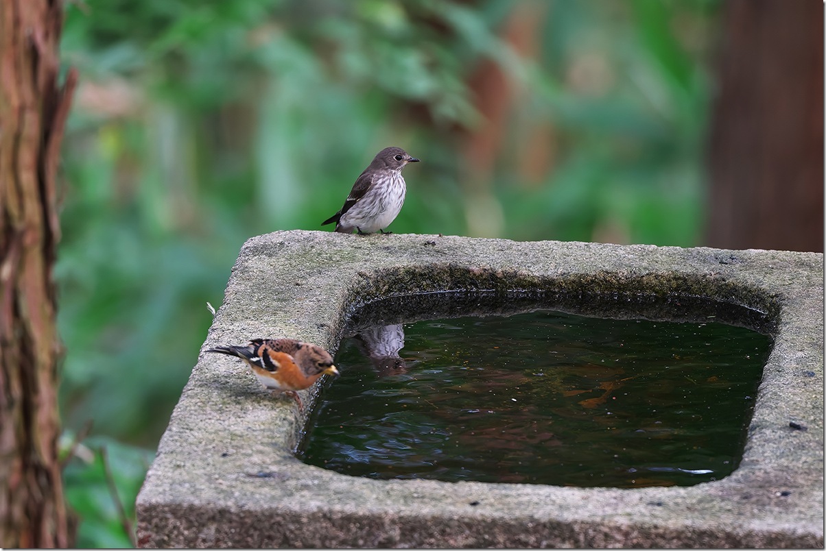 Z8M_9316S_blog