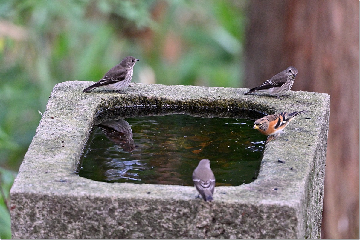 Z8M_9370_blog
