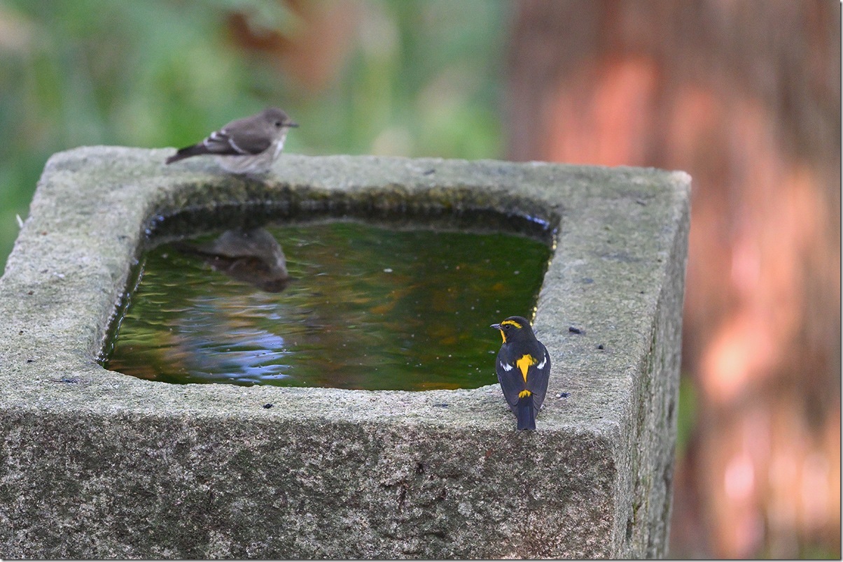 Z8M_9780_blog
