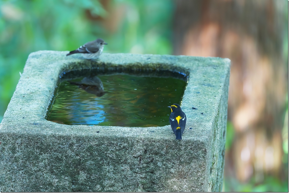 Z8M_9781_blog