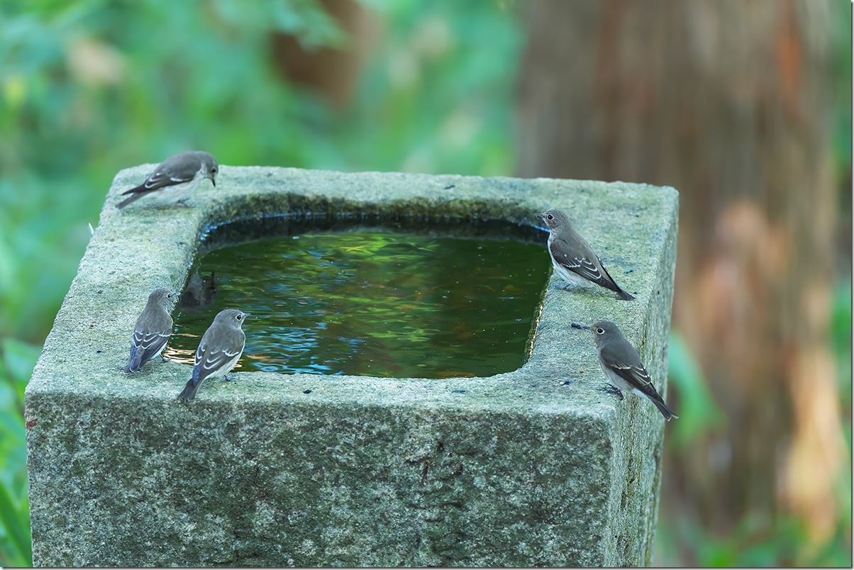 Z8M_9811_blog