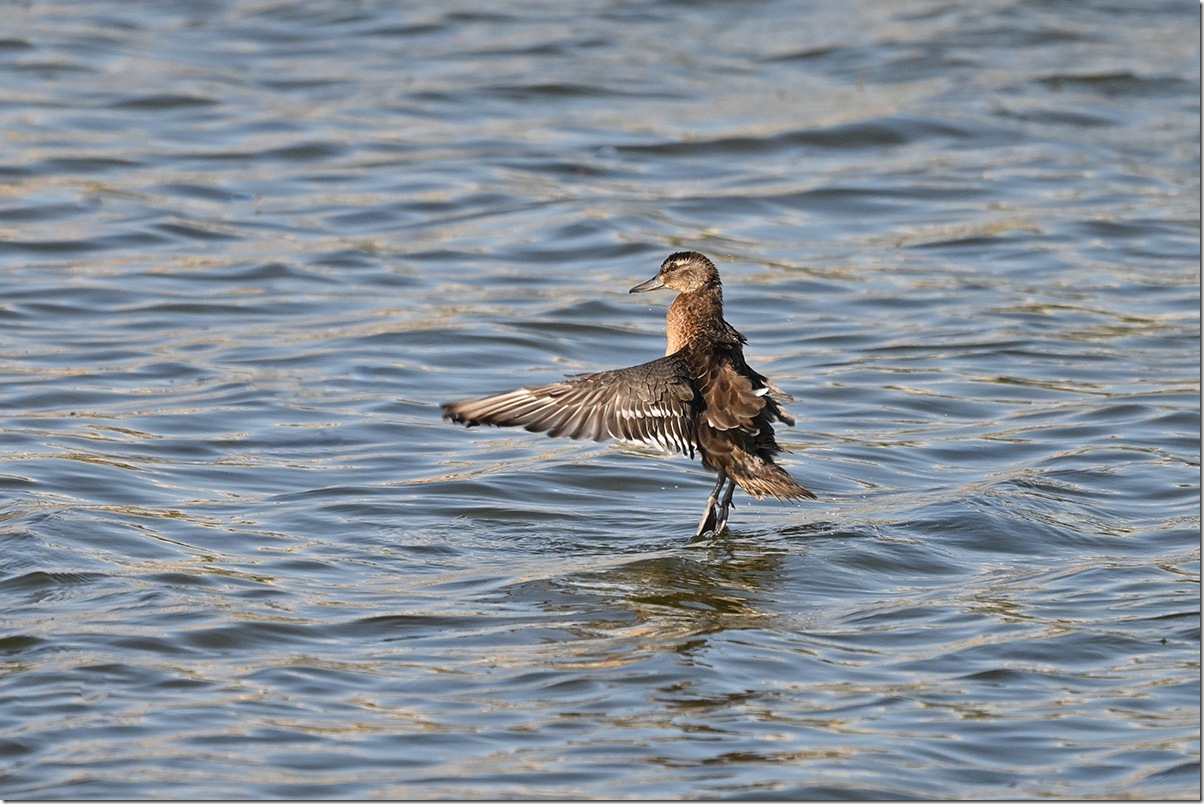 Z9M_0912_blog