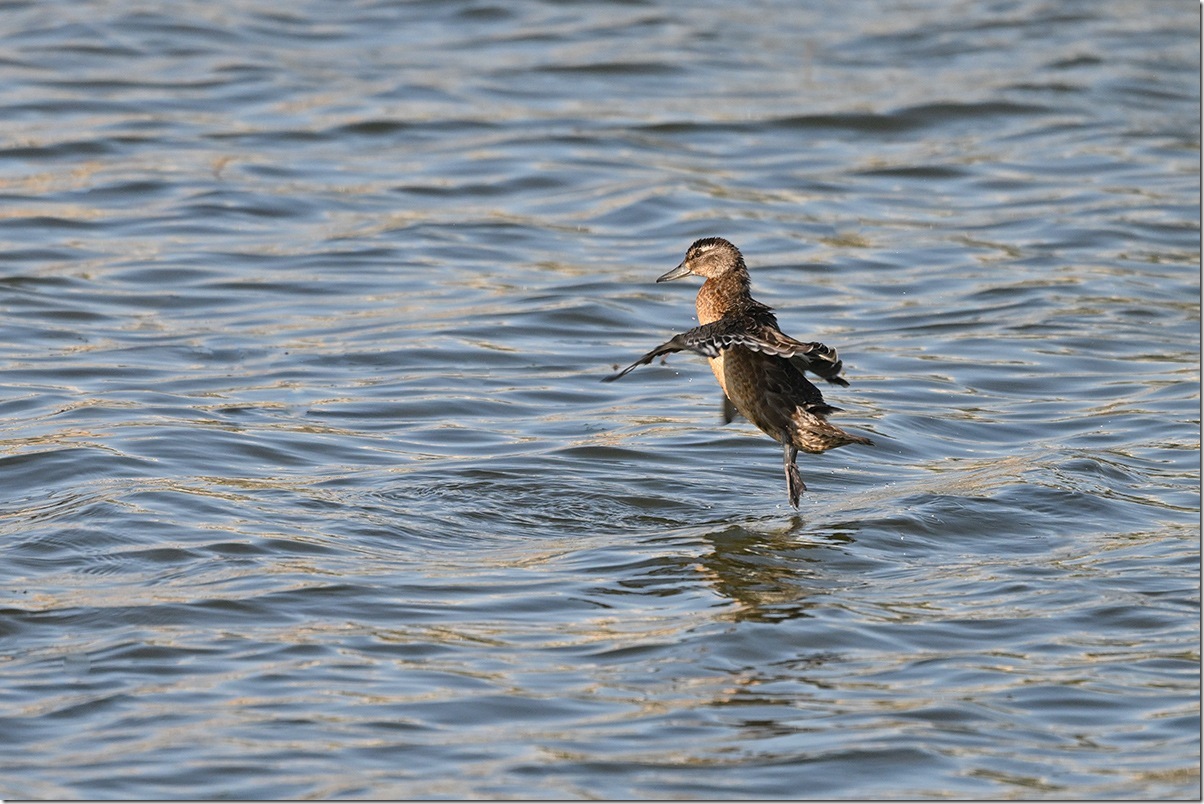 Z9M_0915_blog