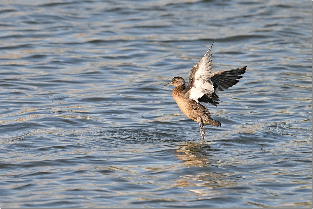 Z9M_0916_blog