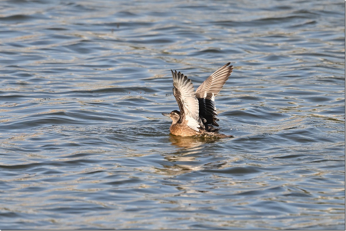 Z9M_0917_blog