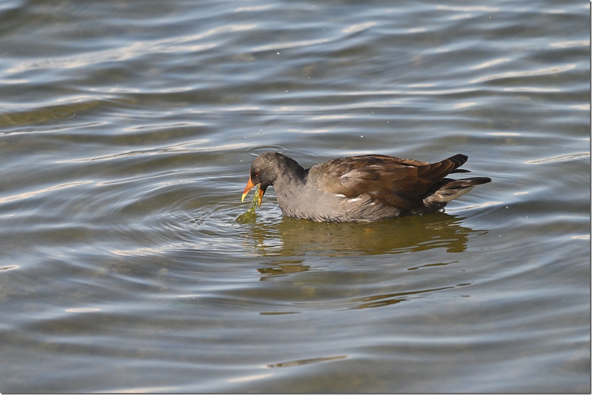 Z9M_1059_blog