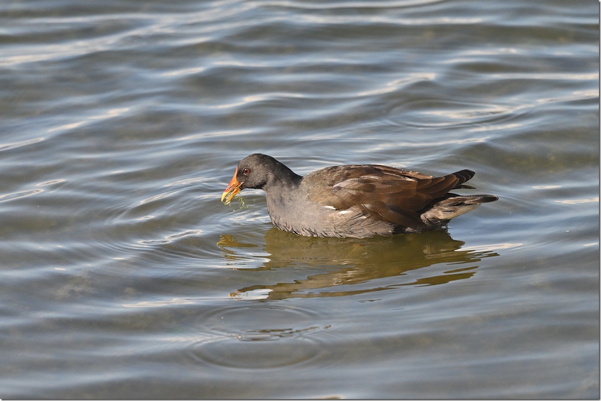 Z9M_1062_blog