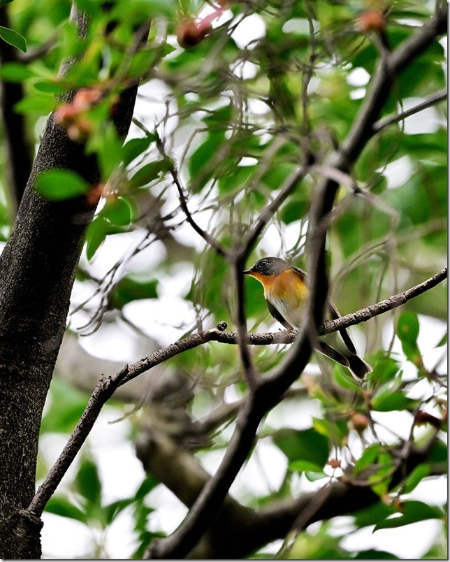 Z9M_3512_blog Z9M_3512_blog