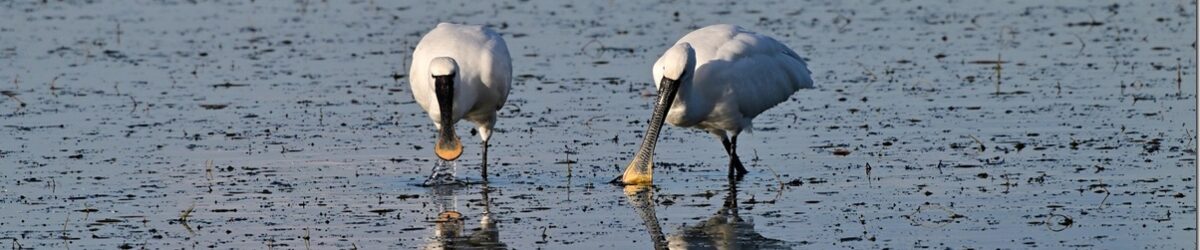 Z9M_4392_v_thumb-1 Z9M_4392_v_thumb-1