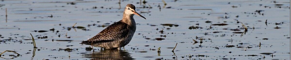 Z9M_4488_blog_thumb-1