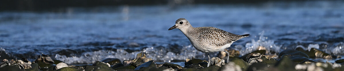 Z9M_4811_S Z9M_4811_S