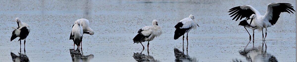 Z8M_1585_blog_thumb-1 Z8M_1585_blog_thumb-1