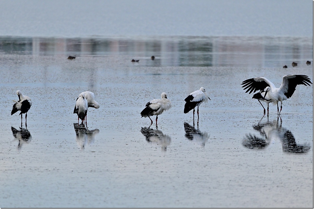 Z8M_1585_blog Z8M_1585_blog