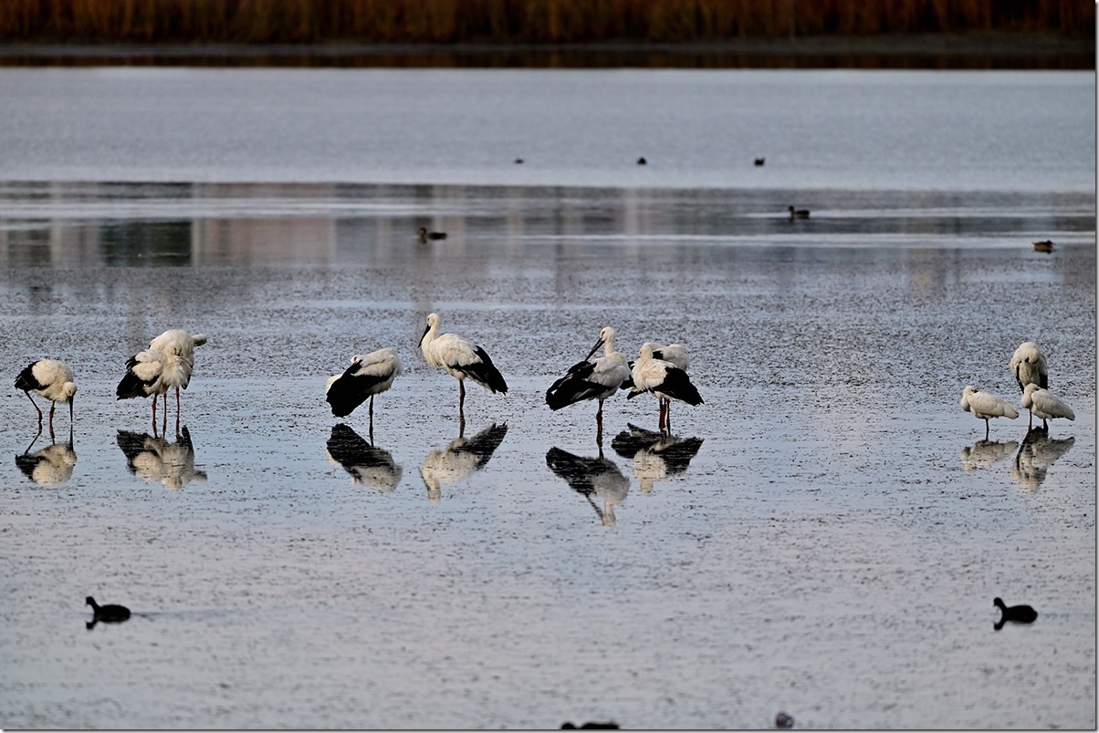 Z8M_1943_blog Z8M_1943_blog