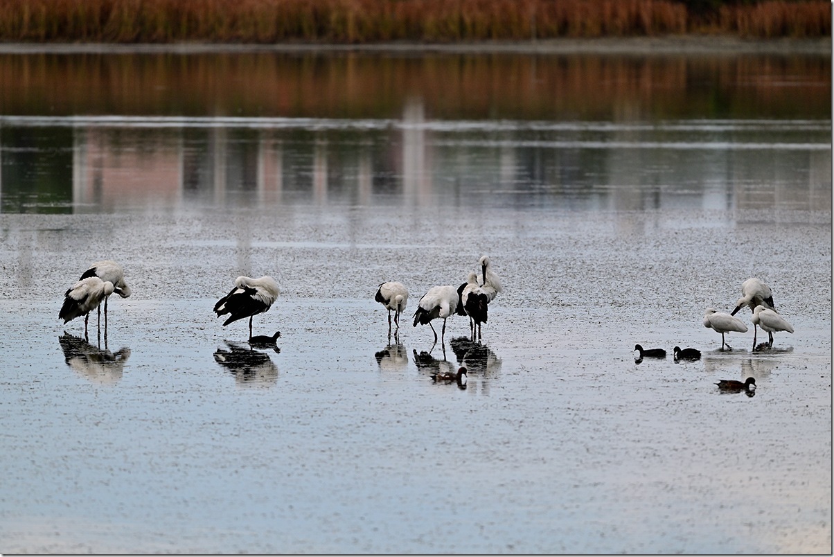 Z8M_2052_blog Z8M_2052_blog