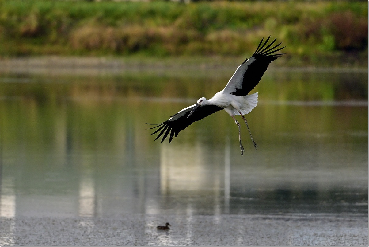 Z8M_2974_blog Z8M_2974_blog