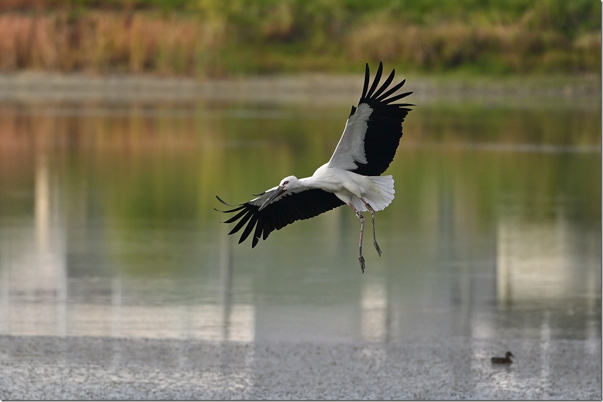 Z8M_2981_blog Z8M_2981_blog