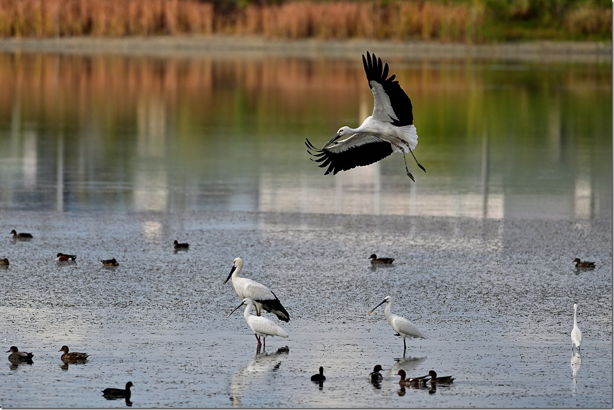 Z8M_2987_blog Z8M_2987_blog