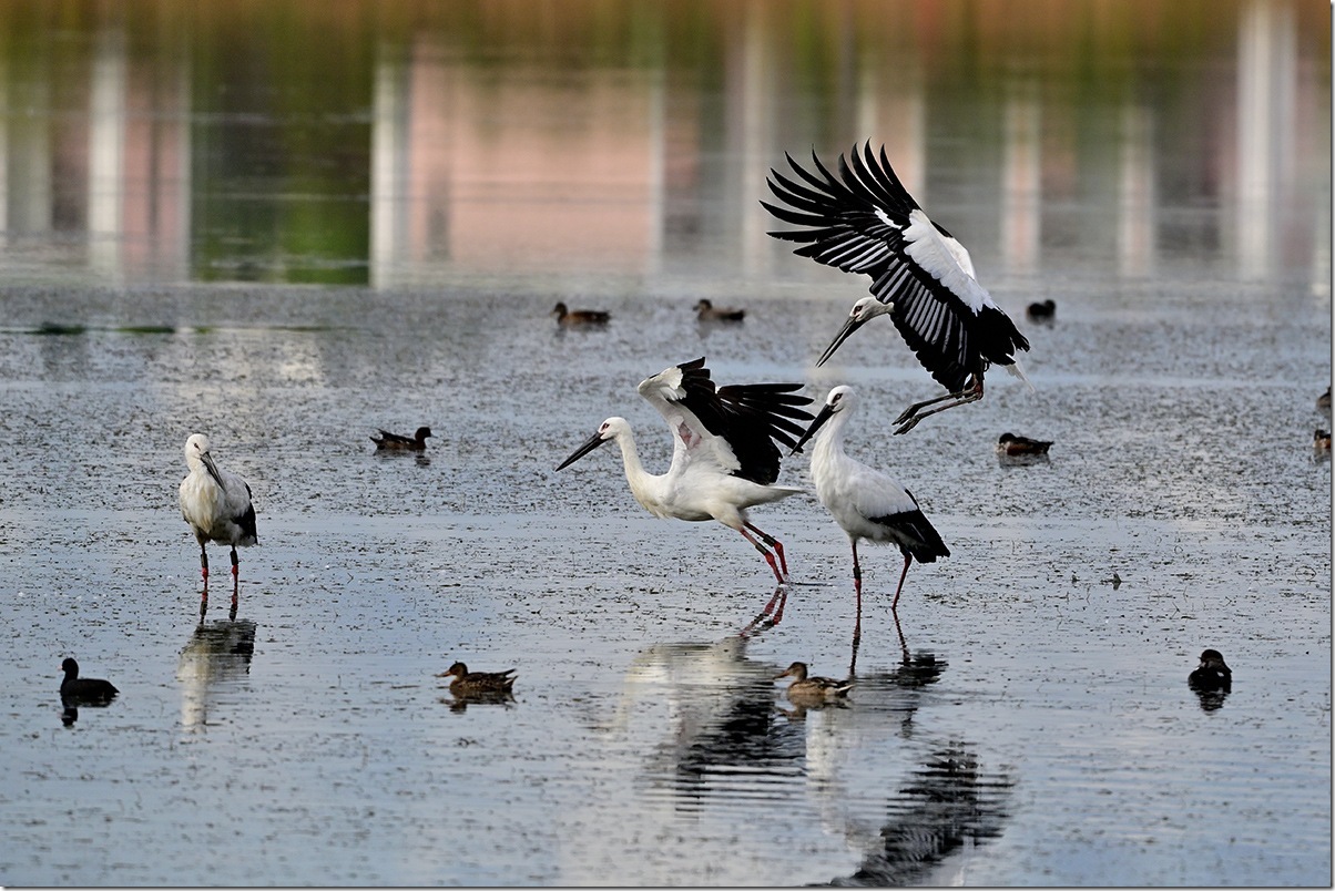 Z8M_3009_blog Z8M_3009_blog