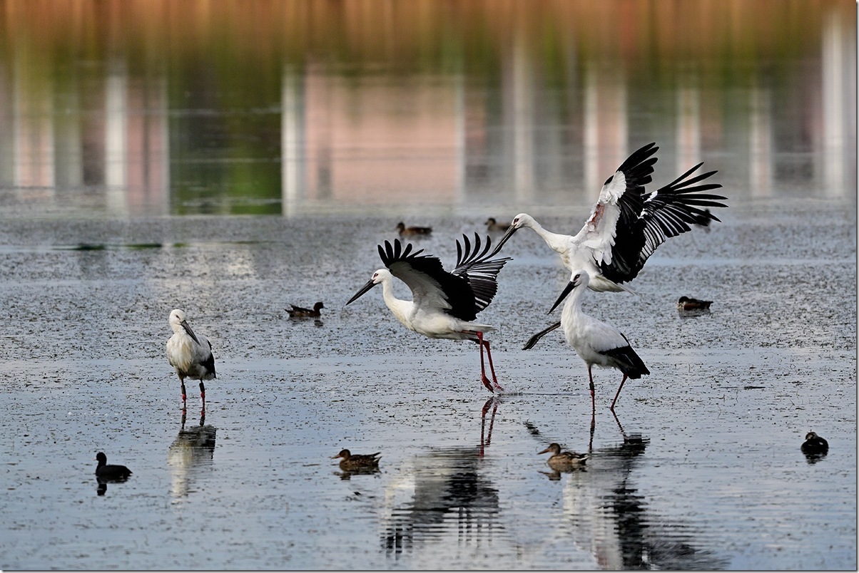 Z8M_3012_blog Z8M_3012_blog