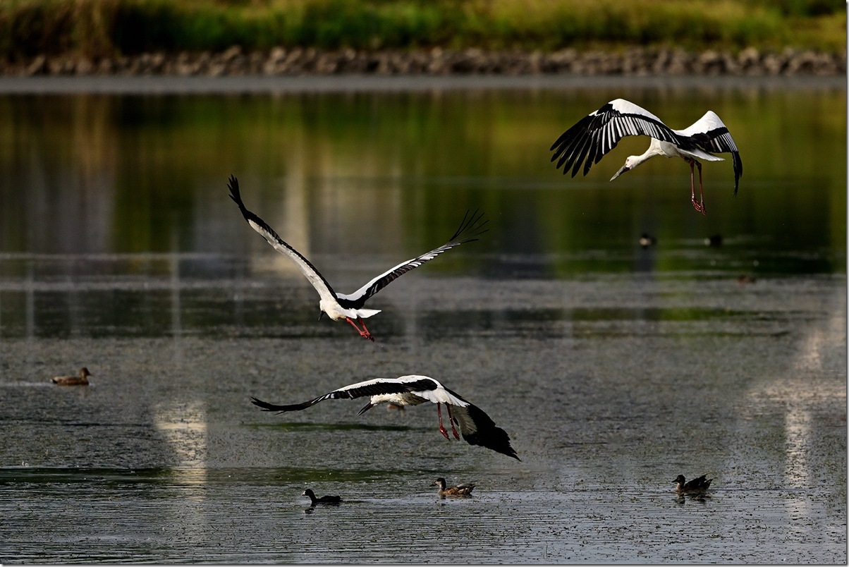 Z8M_3042_blog Z8M_3042_blog