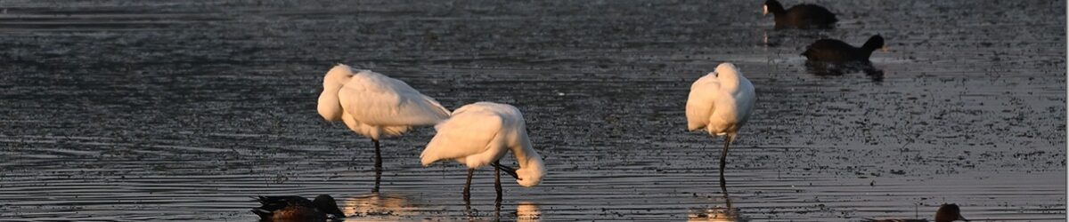 Z8M_3397_blog_thumb-1