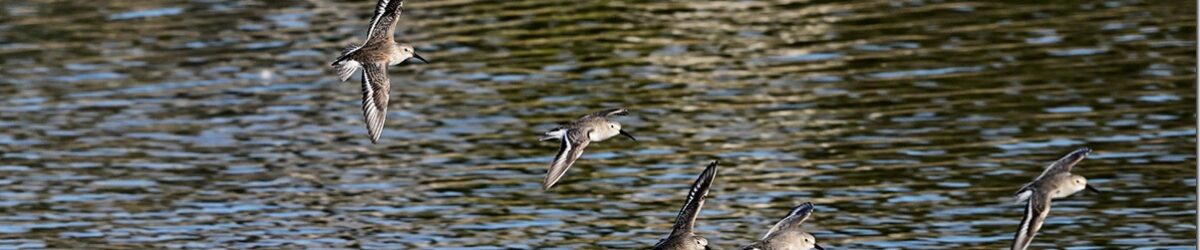 Z9M_0895_blog_thumb-1