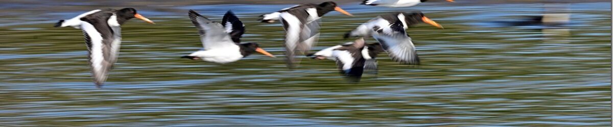 Z9M_1648_blog_thumb-1