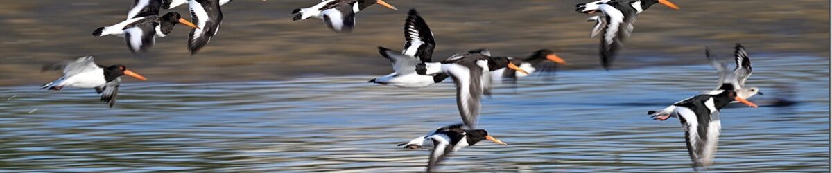 Z9M_1661_blog_thumb-2