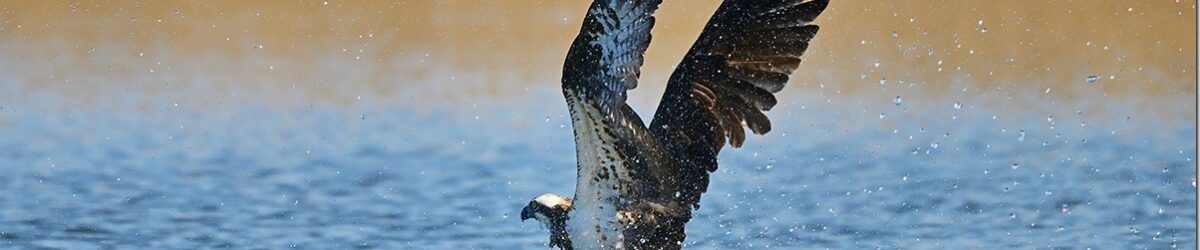 Z9M_2405_blog2_thumb-1