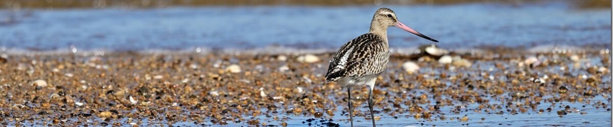 Z9M_3493_blog_thumb-1